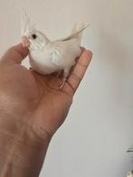 EAM albino valkparkiet baby te koop, Dieren en Toebehoren, Vogels | Parkieten en Papegaaien, Meerdere dieren, Parkiet, Tam