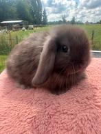 Minilopje raszuiver, Dieren en Toebehoren, Meerdere dieren, Dwerg, Hangoor, 0 tot 2 jaar