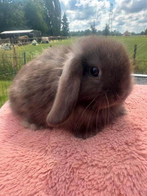 Minilopje raszuiver, Dieren en Toebehoren, Konijnen, Dwerg, Meerdere dieren, 0 tot 2 jaar, Hangoor
