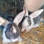 🐰 Zeer tamme en mooie Reuzenkruising konijnen te koop!
25€, Dieren en Toebehoren, Konijnen, Mannelijk, Groot, 0 tot 2 jaar