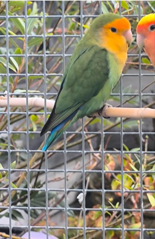 Kweekkoppel agapornis roseicollis dwergpapegaai, Dieren en Toebehoren, Vogels | Parkieten en Papegaaien