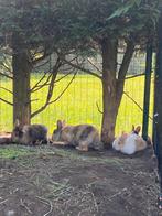 Kleine dwergkonijntjes te koop, Meerdere dieren, Dwerg, 0 tot 2 jaar