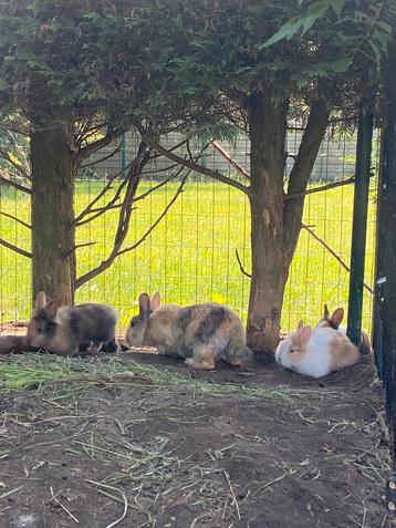 Petits lapins nains à vendre, Plusieurs animaux, Nain, 0 à 2 ans
