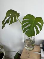 Stek monstera groot, Huis en Inrichting, Ophalen of Verzenden