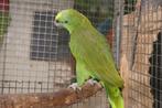 geelnek amazone, Dieren en Toebehoren, Vogels | Parkieten en Papegaaien, Mannelijk, Papegaai