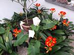 bloeiende kamerplanten, Huis en Inrichting, Kamerplanten, Overige soorten, Minder dan 100 cm, Halfschaduw, In pot