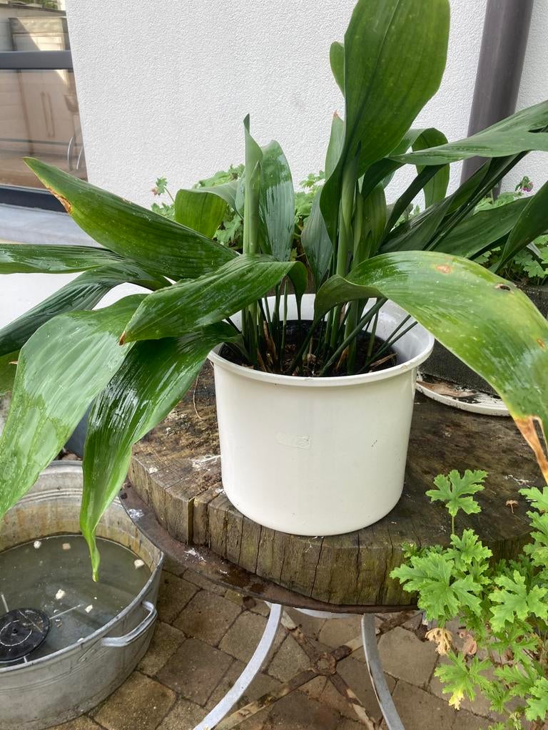 Kwartjesplant, Ophalen