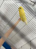 Perruche avc la cage 15, Animaux & Accessoires, Femelle, Perruche, Bagué