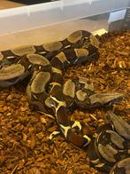 Boa constructor guyanna f1, Animaux & Accessoires, Reptiles & Amphibiens, Serpent, Domestique, 3 à 6 ans