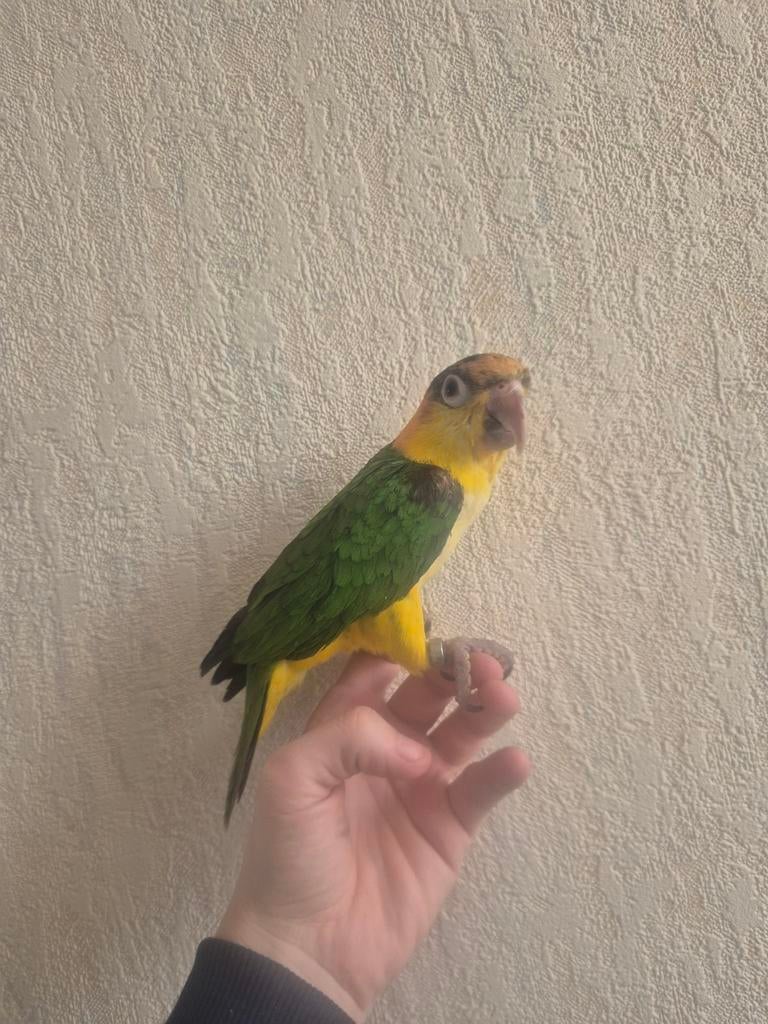 Mooie jong caique, Dieren en Toebehoren, Vogels | Parkieten en Papegaaien, Papegaai, Vrouwelijk, Tam, Geringd