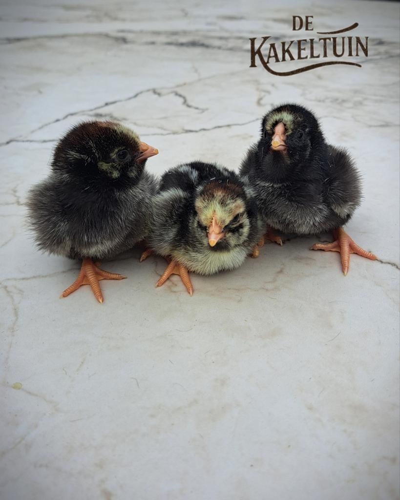 Kuikens - Wyandotte groothoender zilver zwart gezoomd