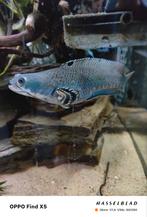 Shanna, Animaux & Accessoires, Enlèvement