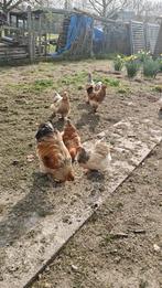 Brahma haan, Dieren en Toebehoren