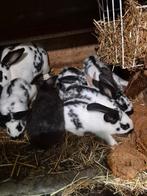 Jonge  vlees konijnen, Dieren en Toebehoren, Ophalen