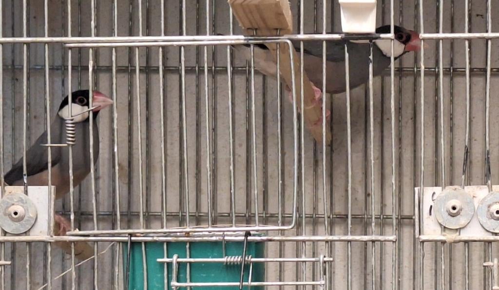 6 koppels Padda's (Overjaars) 80€ v.alles