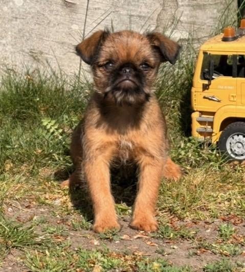 Brusselse Griffon & Brabancon pups beschikbaar, Parvo, België, 8 tot 15 weken, Meerdere