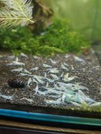 Neocaridina White Pearl / snowball, Dieren en Toebehoren