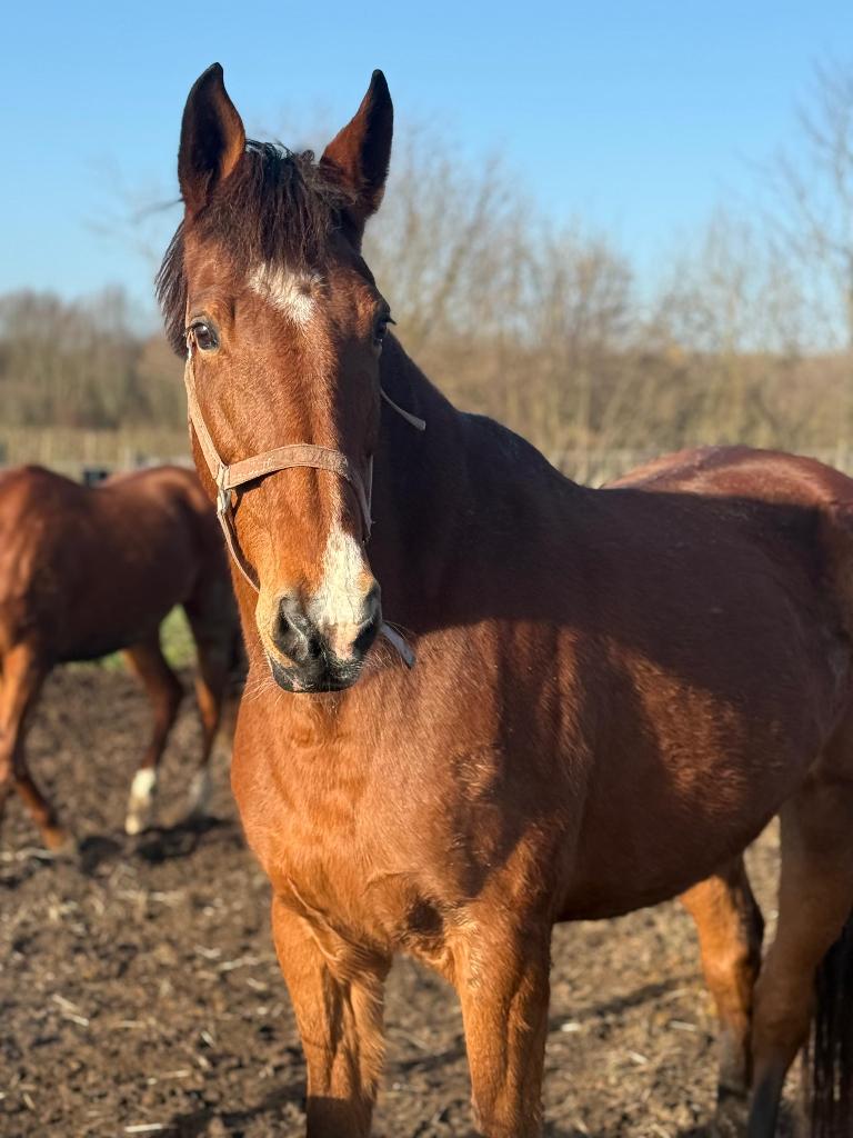 Merrie van Taloubet Z te koop, Dieren en Toebehoren, Merrie, Springpaard, 170 tot 175 cm, 11 jaar of ouder