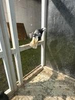 Les meilleurs joueurs de Tippler, Animaux & Accessoires, Oiseaux | Pigeons