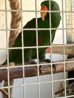 Edelpapegaai man 2017 of pop gezocht, Dieren en Toebehoren, Vogels | Parkieten en Papegaaien, Mannelijk, Papegaai, Geringd