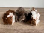 Drie peruvian mix cavia beertjes langharig, Mâle, Février, Domestique, Cobaye
