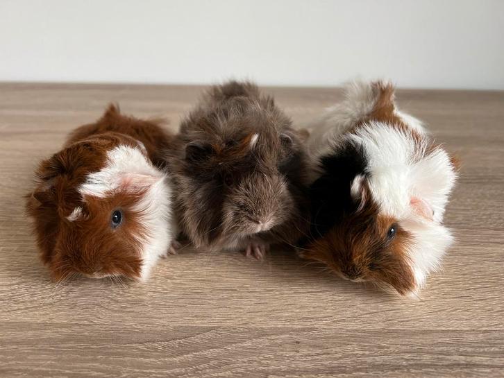 Drie peruvian mix cavia beertjes langharig, Dieren en Toebehoren, Knaagdieren, Mannelijk, Cavia, Februari, Tam