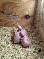 Alexander tv wbaby's, Dieren en Toebehoren