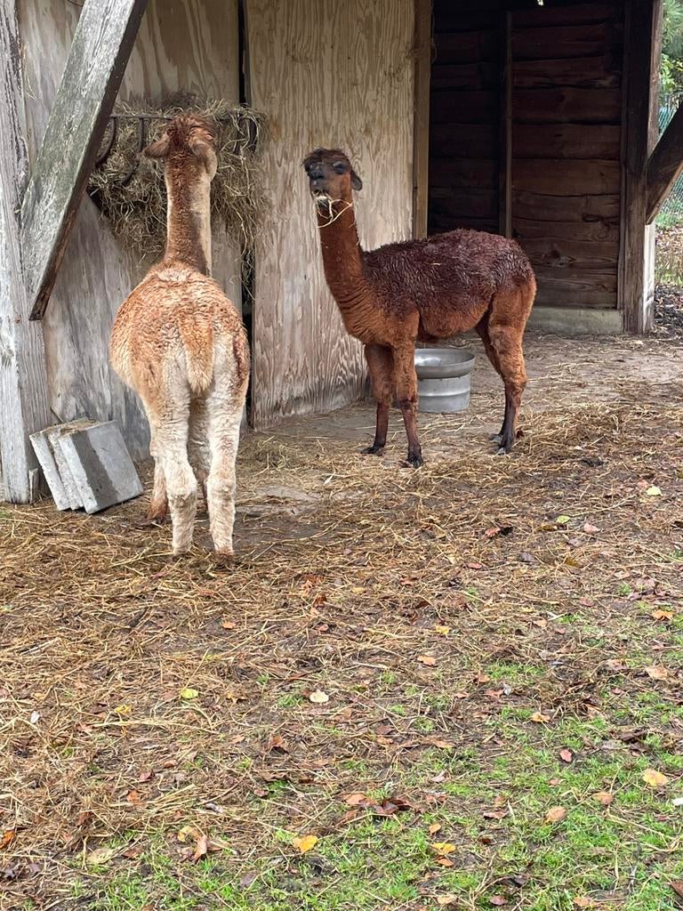 Alpaca, Dieren en Toebehoren, Schapen, Geiten en Varkens