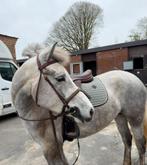 D-pony te koop, Débourré