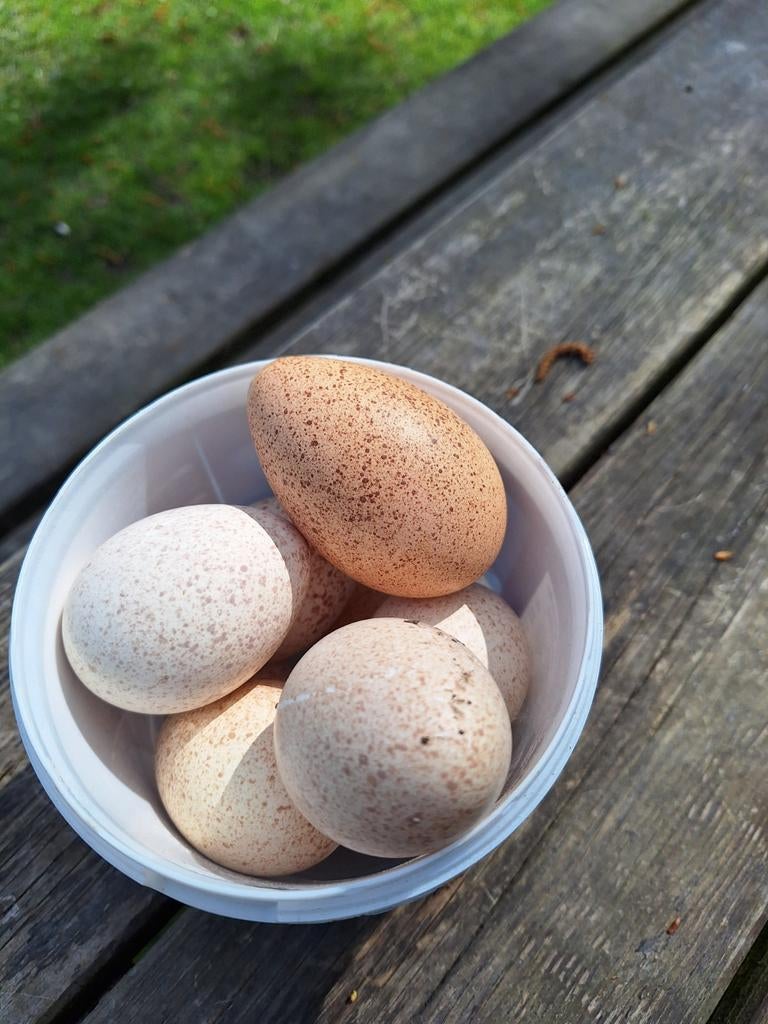 Kalkoen eieren te koop, Ophalen