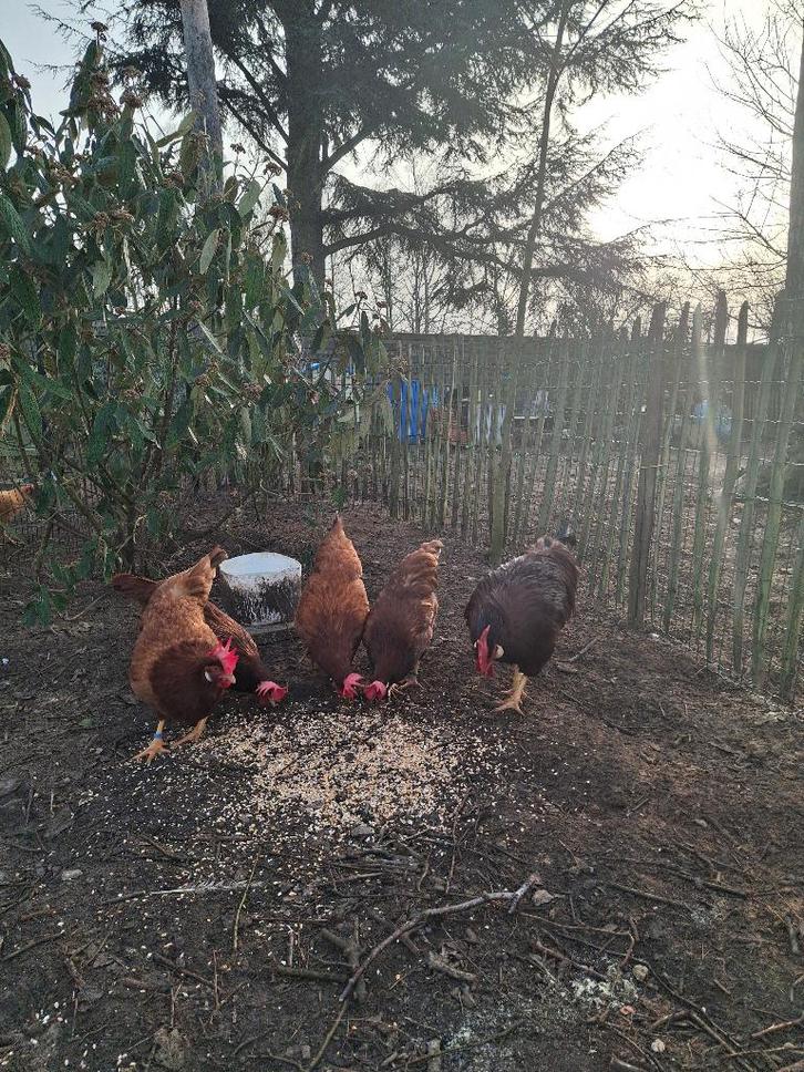 Verse broedeieren Leghorn ROOD!, Animaux & Accessoires, Volatiles, Poule ou poulet, Sexe inconnu