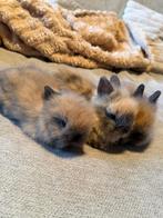 Baby konijnen, Dieren en Toebehoren