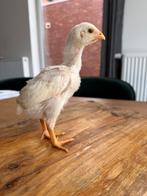 O Shamo kuikens, Dieren en Toebehoren