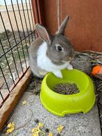 Jong dwergkonijn, Dieren en Toebehoren, Mannelijk, Dwerg, 0 tot 2 jaar