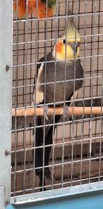 Duitse kuif valkparkiet (kweekrijp), Dieren en Toebehoren