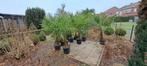 Palmbomen, Tuin en Terras, Ophalen of Verzenden