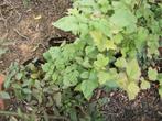 Rubus 'Loganberry', Tuin en Terras, Planten | Tuinplanten, Ophalen, Volle zon, Vaste plant, Zomer