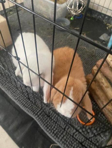 Minilop koppeltje. Man stamboom gecastreerd 6 maand oud