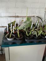 Stekken van kamerplanten,  bv Mostera, philodendron  soorten, Ophalen