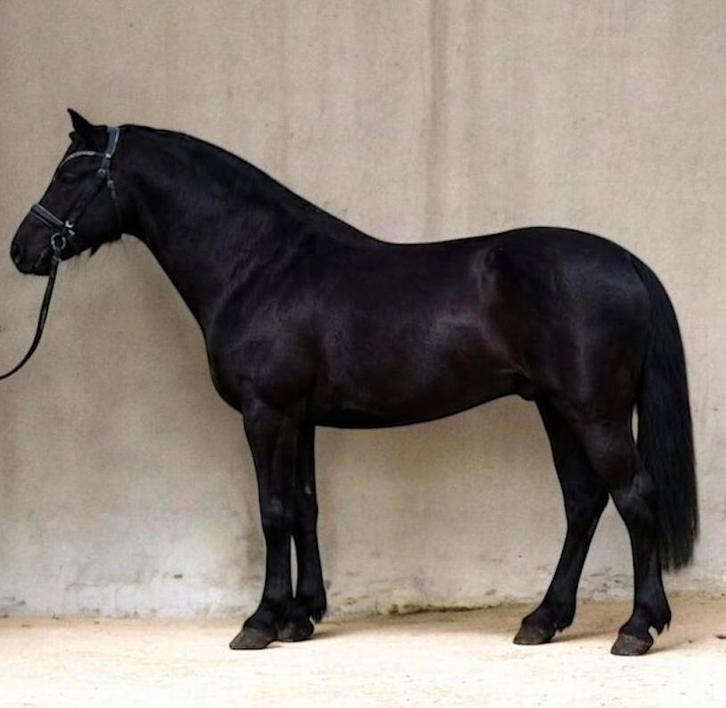 Prachtige zwarte D pony met veel behang en zeker de looks, Animaux & Accessoires, Poneys, Hongre, Débourré, Poney D (1.37 m à 1.48m)