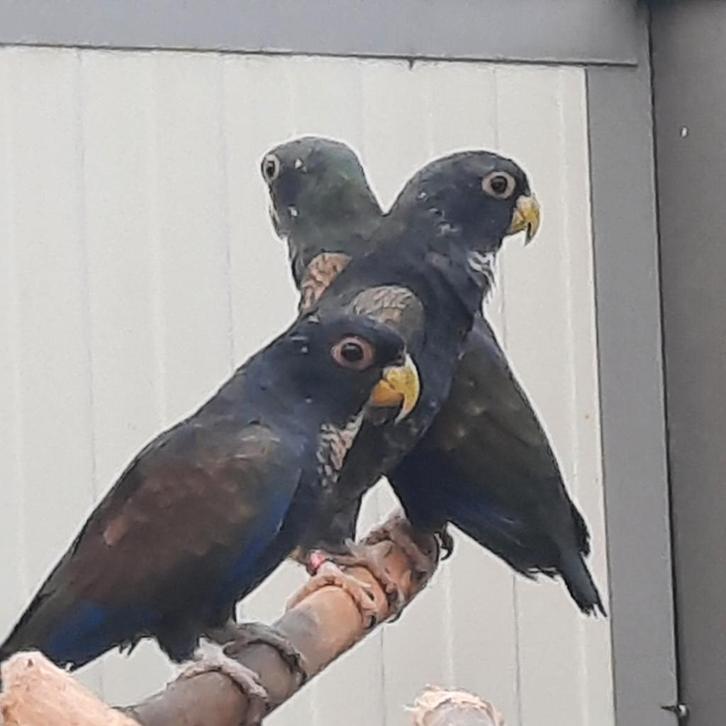 1-0 Pionus bronsvleugel-papegaai (Chalcopterus) en een..., Dieren en Toebehoren, Vogels | Parkieten en Papegaaien, Papegaai, Mannelijk