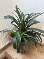 Kamerplant - grote clivia, Ophalen