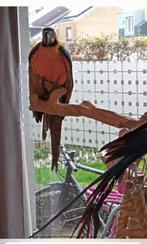 Blauw gele ara pop, Dieren en Toebehoren, Vrouwelijk, Papegaai, Tam