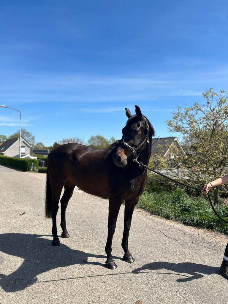 Fantastisch lieve merrie, Merrie