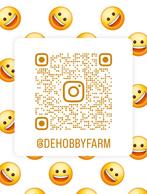 Kuikens brahma  groothoender blauw zwart en splash ouders, Dieren en Toebehoren, Pluimvee, Meerdere dieren, Kip