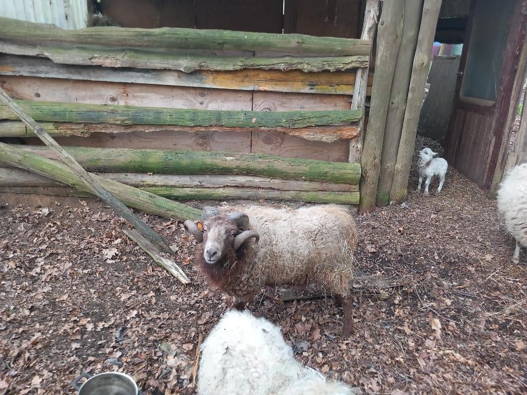 Quessant schaape bok te koop, Mannelijk, Schaap, 3 tot 5 jaar