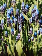 Brede druifhyacint, Volle zon, Vaste plant, Lente, Ophalen