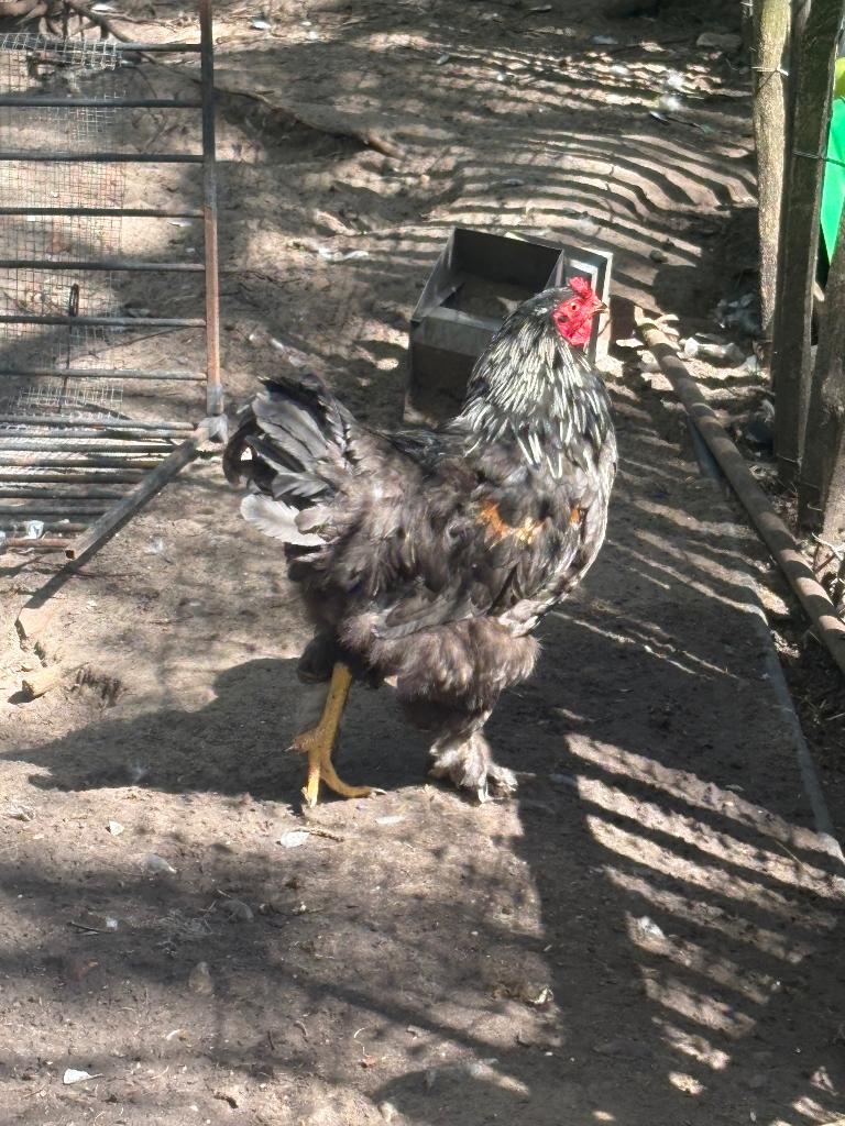 3 zeer mooie brahma haan, Mâle, Poule ou poulet