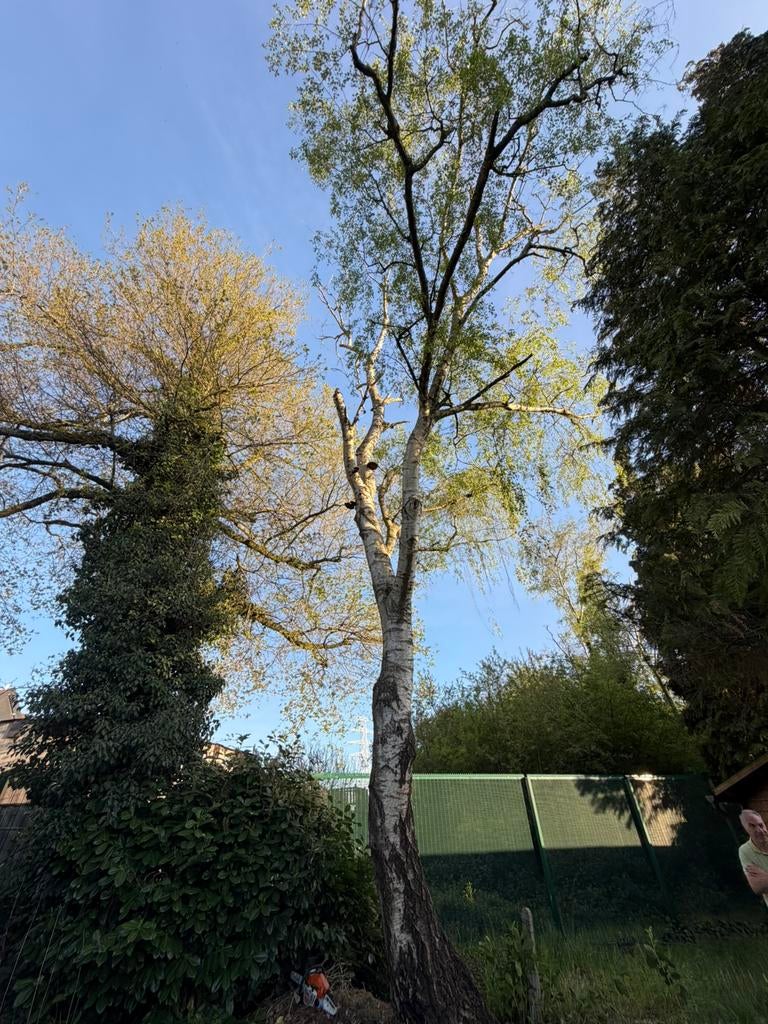 Boom brandhout, Tuin en Terras, Planten | Bomen, Ophalen