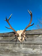 Hertengewei met schedel, Ophalen